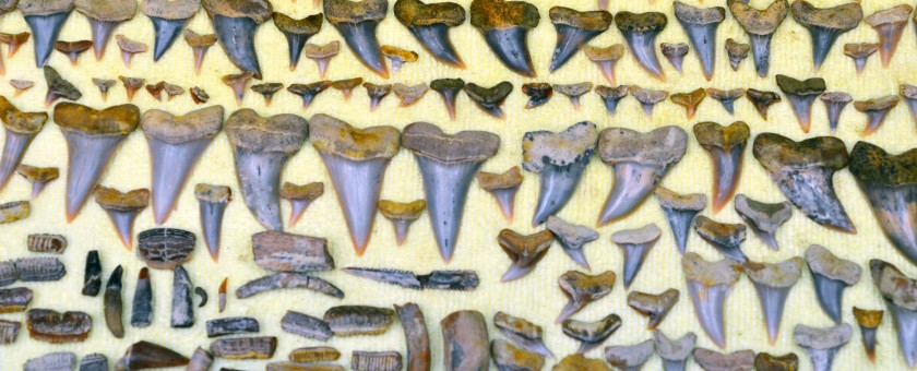 SHARKTEETH