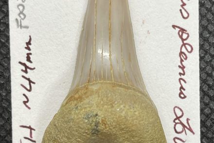 Hook Tooth Mako (Isurus planus) (lower)